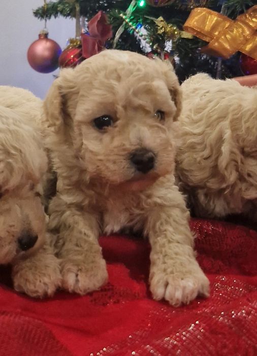 Цуценята мальтіпу