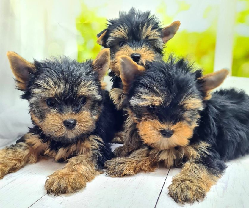 Терміновий продаж якісних  йорків ,бебі фейс.KCY