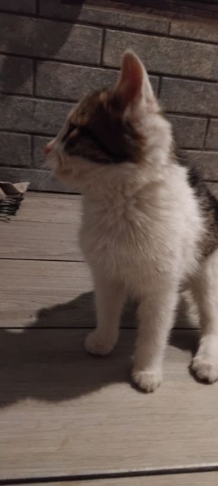 Коти чорно білі дуже гарні