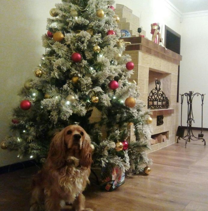 Англо-американець для в'язки