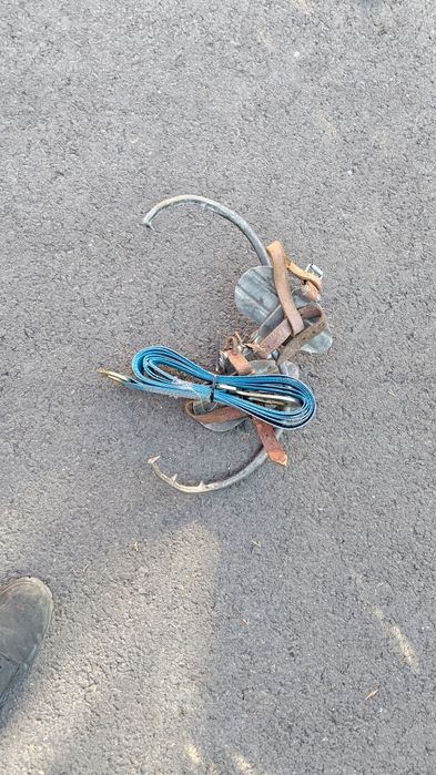 Drzewołazy, słupołazy