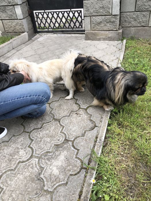 Пекінес , злучка , в‘язка, шукає дівчину, пару