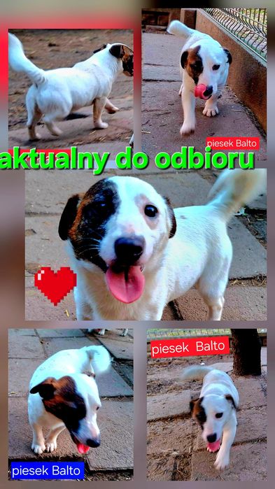 Piesek   Balto dorosłyJack Russell  kochany piesek RODZICE W HODOWLI