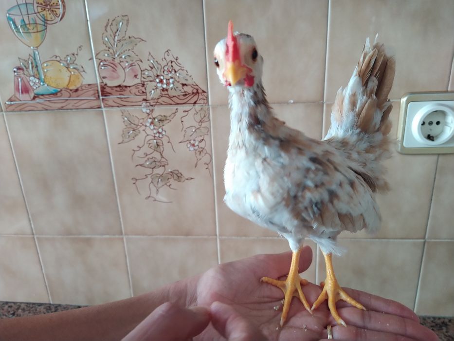 Galo serama  galinhas pintainhos casa quarto apartamento vivenda escritório gabinete carro cozinha.