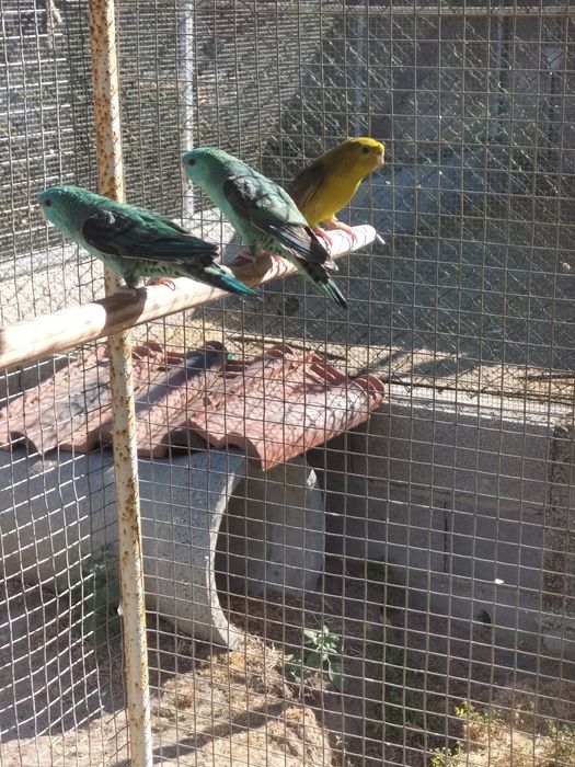 Venda Machos Catarinas