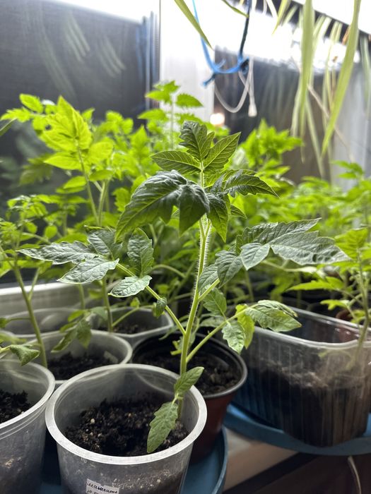 Продам рассаду помидор