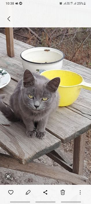 Отдам котят в хорошие руки очень игровые и ласковые