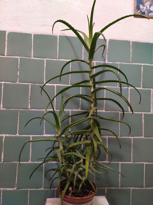 Вазон алоє 85 см.