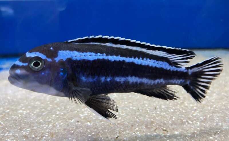 Maingano Ciclídeo Africano Malawi