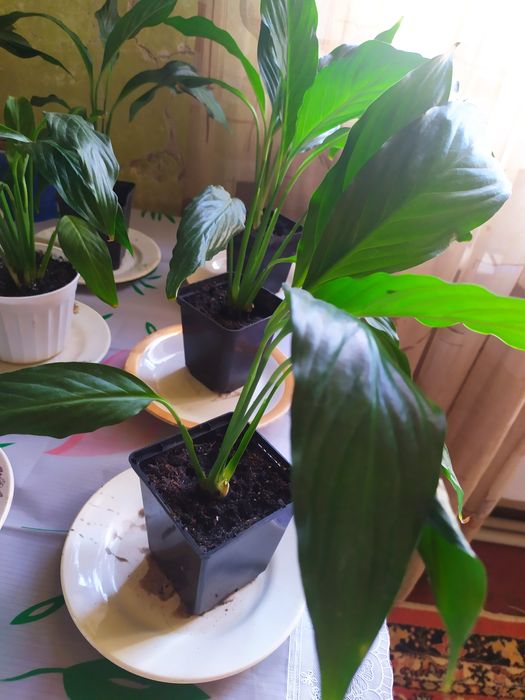 Продам королевские спатифиллумы