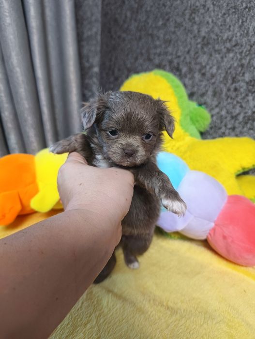 Лиловая девочка чихуахуа длинношерстная