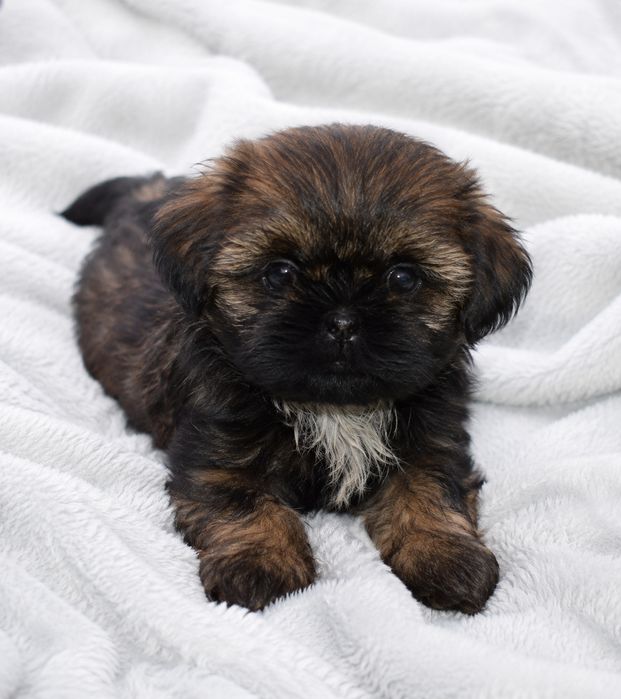 Shih Tzu piękna suczka