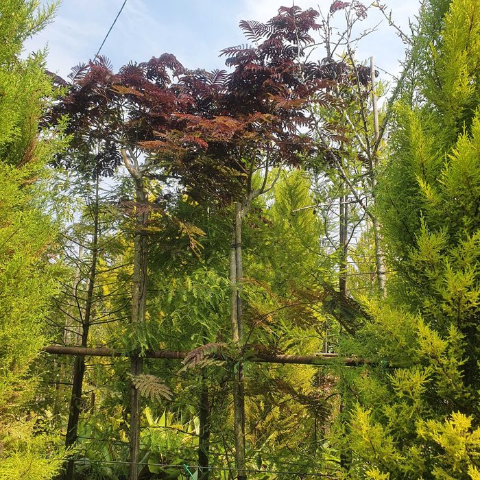 Árvores / Pendulas / Araucarias