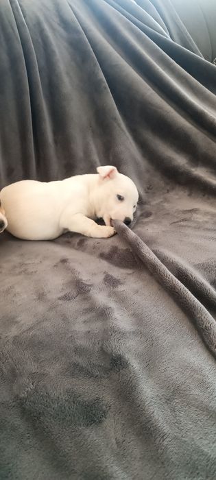 Jack Russell terrier