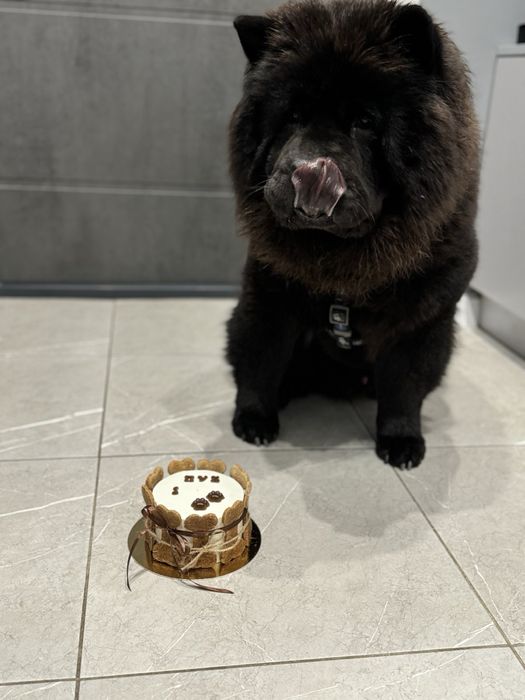 Кобель для вʼязки чау чау.