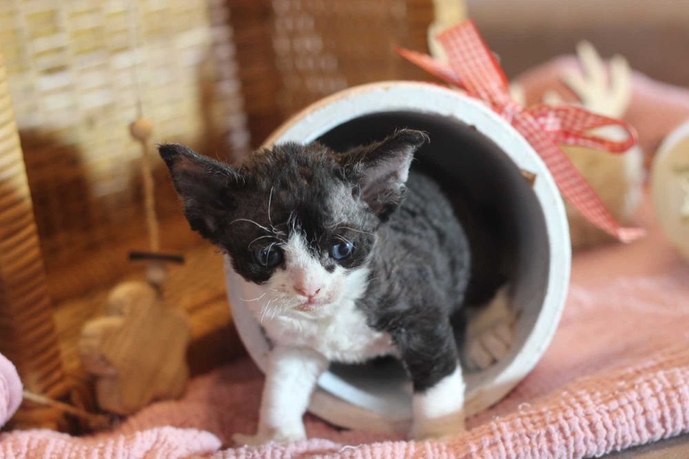 Wera - Devon Rex po Championie