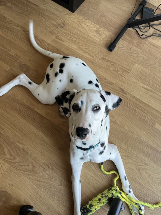 ADOÇÃO- Pixel- Dalmata Femea 1 ano e meio