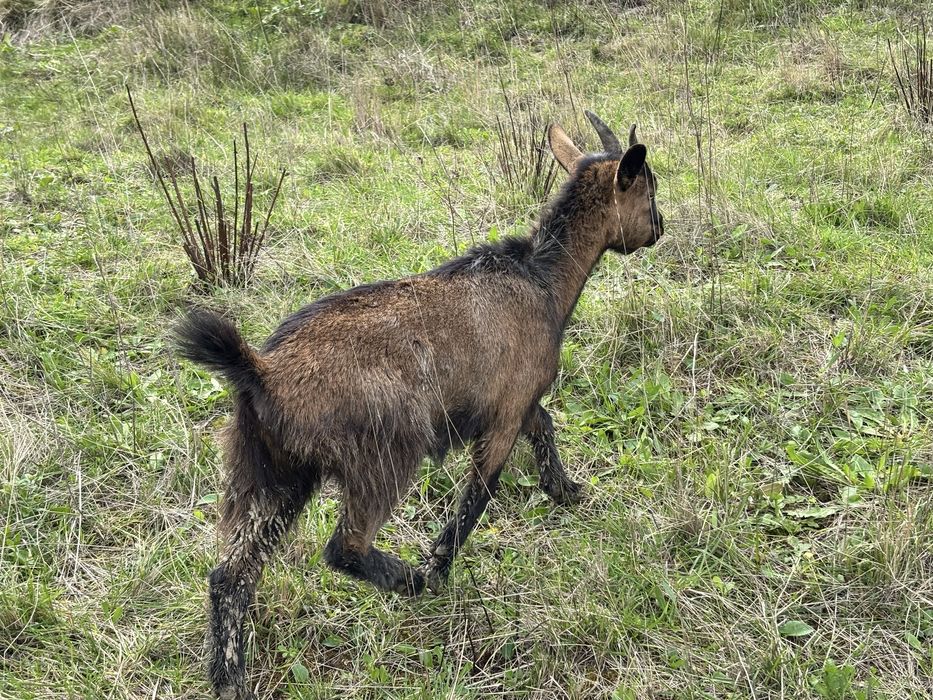 Cabrinhas Anãs - Machos e Fêmeas