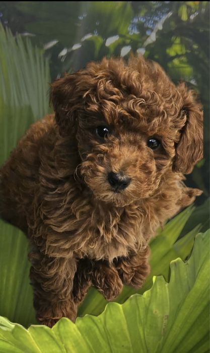 Najpiękniejsza Cavapoo szkolenie rodowód wyprawka badania