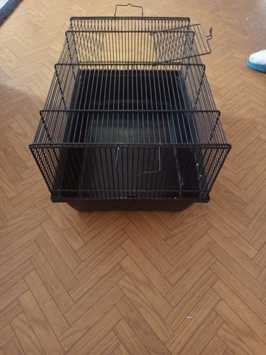 Szczurki Dambo ul smolna cena 30 zł za jednego