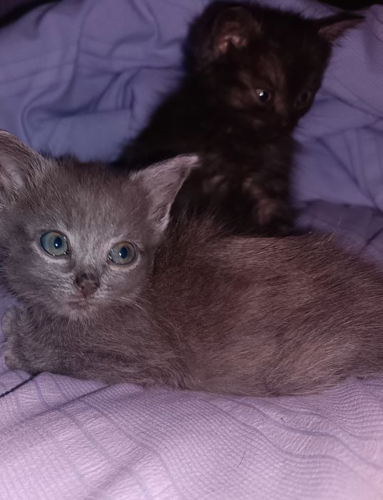 Дві маленькі кішечки принцеси шукають родину!