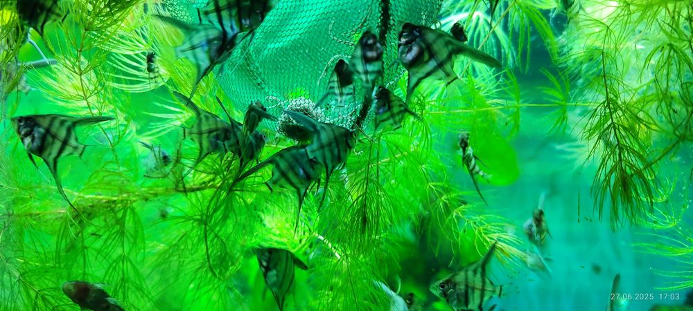 Скалярии разных размеров