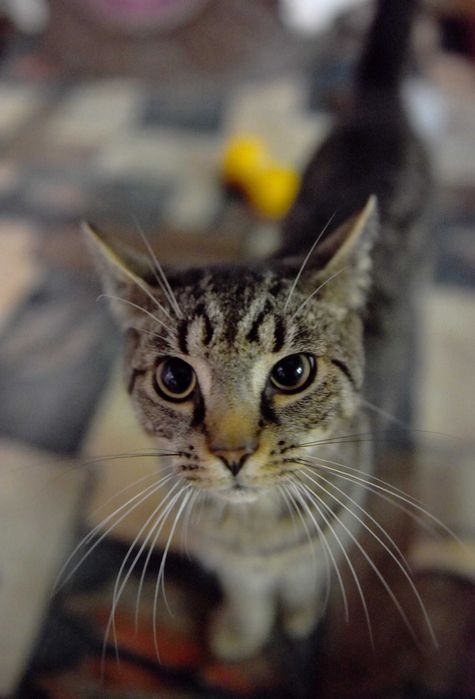 Tygrysek- roczny kotek do pilnej adopcji.