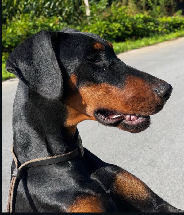 Dobermann femea com lop