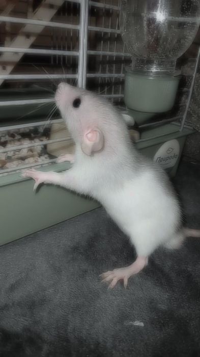 Мальчик крыска с  клеткой и все что в ней+ корм витакрафт