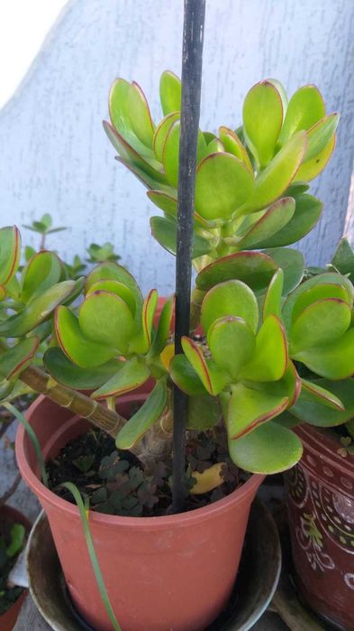 Грошове дерево або дерево щастя