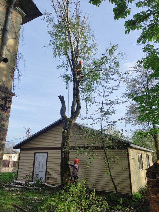 Зрізання ДЕРЕВ та обрізка ДЕРЕВ