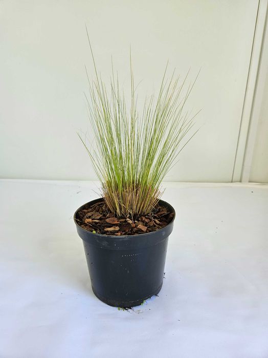 Ostnica mocna Pony Tails (Stipa tenuissima ‘Pony Tails’)