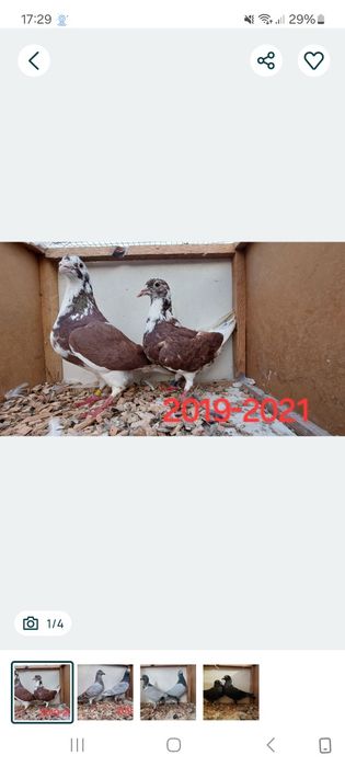 Parki gołębi pocztowych