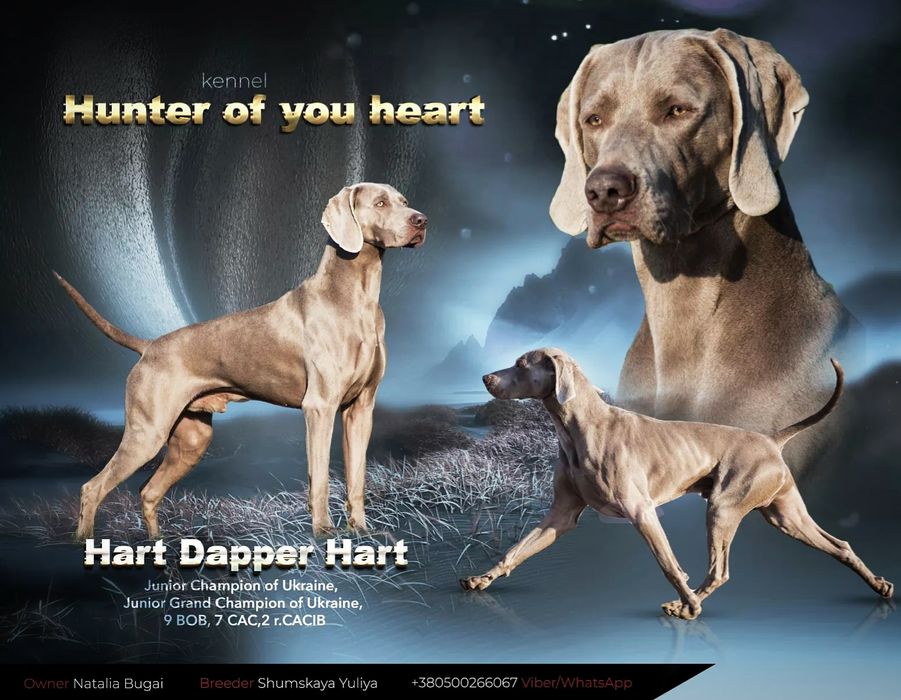 (Вязка )веймаранер