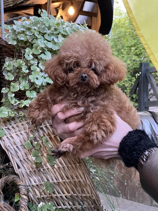 Тікап Той Пудель привезений з Китаю