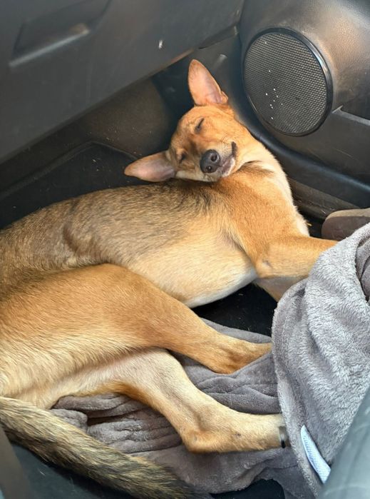 Cãozinho de 6 meses para adoção responsável