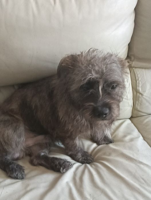 Dou cachorro ainda não tem dois anos