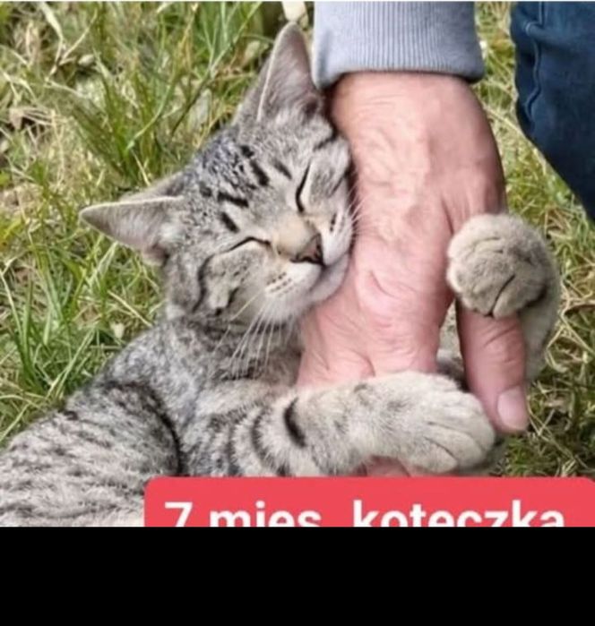 Bajka i jej siostrzyczki – koteczki szukają domów