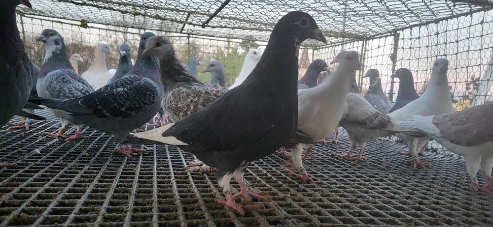 Samice gołębie pocztowe 2025