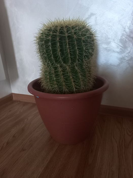 Продам наш кактус