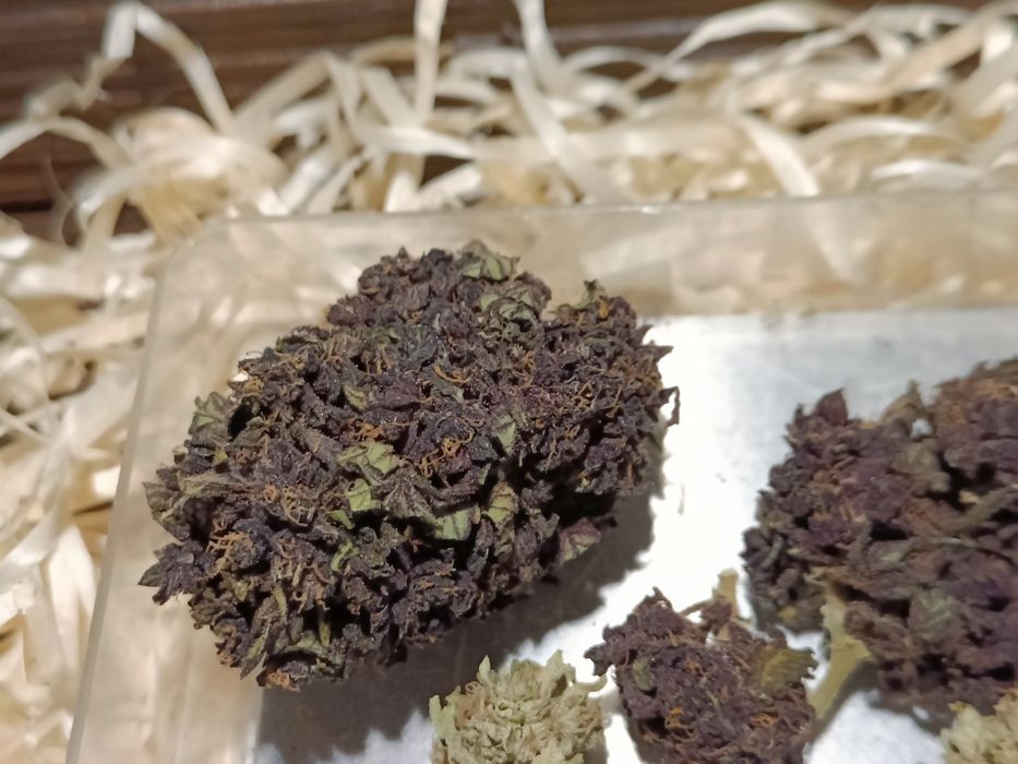 10 gramów Black Devil CBD susz