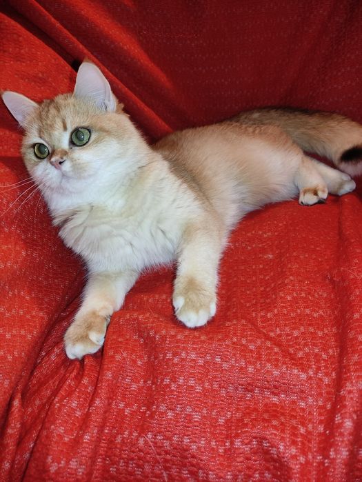 Супер якість дівчинка золота шиншила ny 12