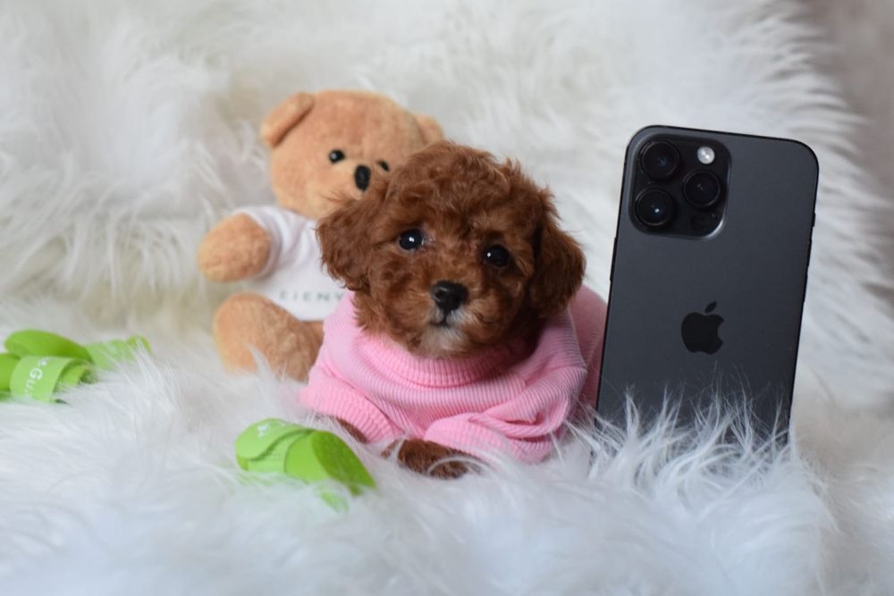 Мальтипу міні , мікро цуцннятааа. Ф1. Продаж найкращі породисті