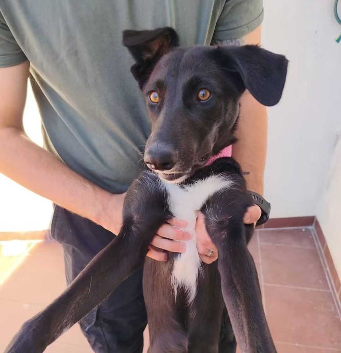 Adoção responsável– Maggie 6 meses
