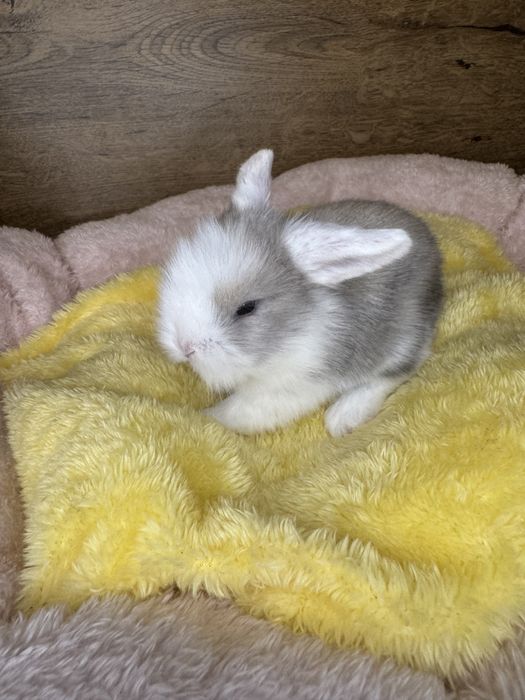 Królik Mini Lop