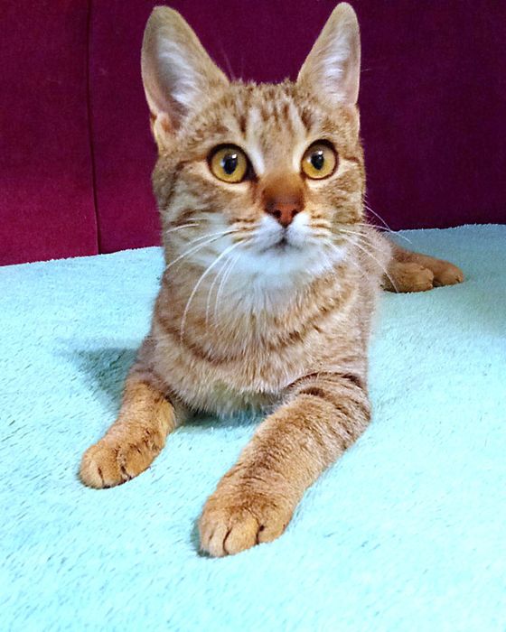 Стерилизованная полосатая котёнок девочка табби ищет дом! Котята!