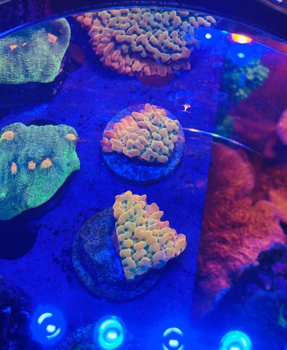 Montipora Ultra Vino