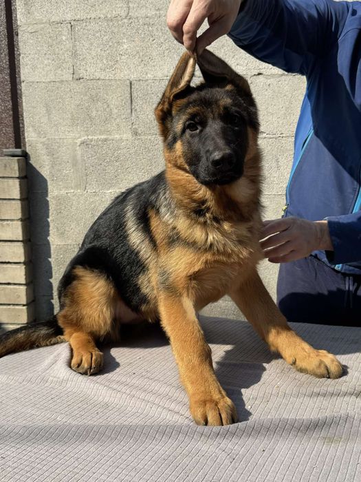 Німецька вівчарка .