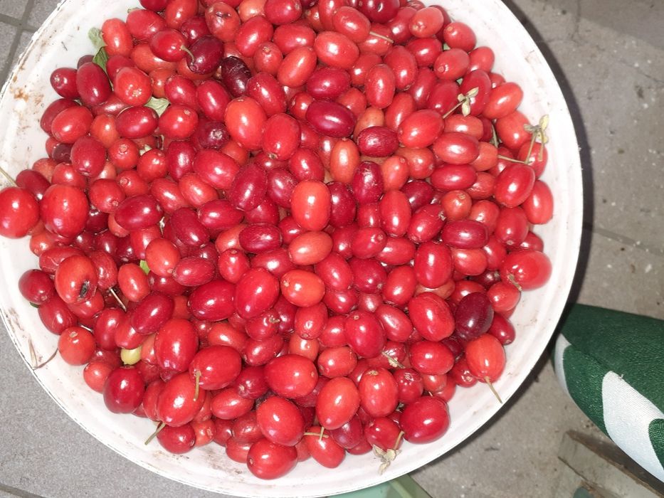 Deren jadalny na nalewki dżemy i soki