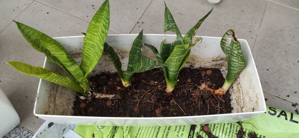 Plantas Espada S. Jorge